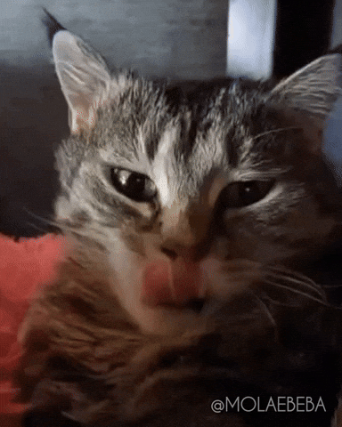 Tired Cat GIF