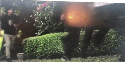Uggie GIF
