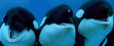 Whale Reaction GIF