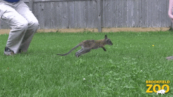 Baby Hopping GIF by Brookfield Zoo