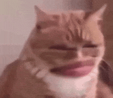 Cat GIF