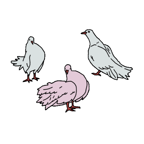 Sassy Pigeon Sticker by Bits Bodywear