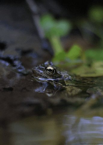 common frog GIF by Head Like an Orange