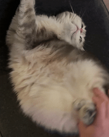 Cat GIF