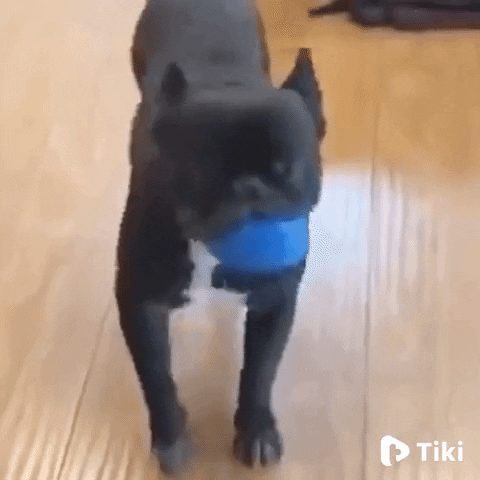 Video gif. Black dog has a big blue ball in his mouth and he hops on his feet like he’s tap dancing happily.