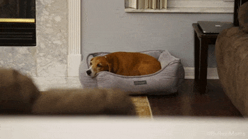 reality show dog GIF by Children's Miracle Network Hospitals