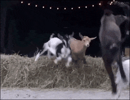 Jump Goat GIF