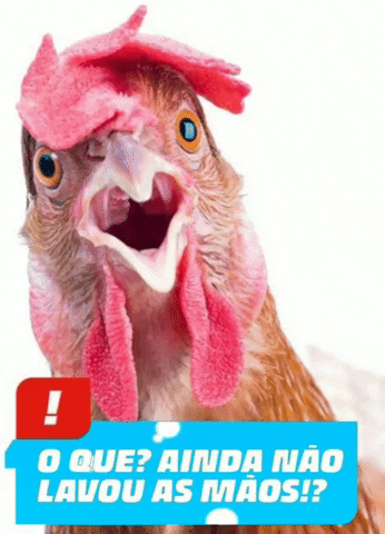 Agraria galinha nutricao animal GIF