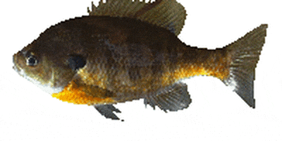 view sunfish GIF