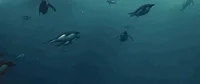 penguin swimming GIF