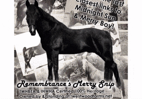 Twhbea Midnight Sun Merry Boy Snip Foals GIF