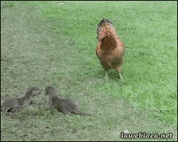 Chicken GIF