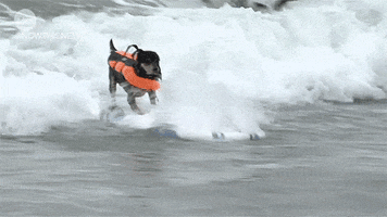 san diego dogs GIF by NowThis 