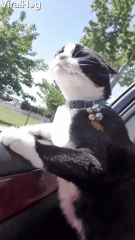Résultat de recherche d'images pour "cat driving car gif"