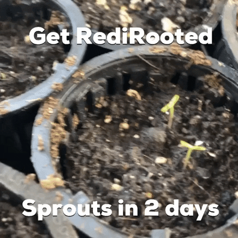 RediRoot GIF