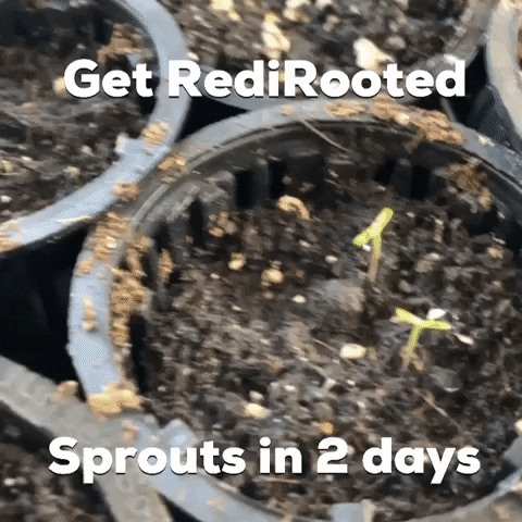 rediroot plants garden grow seeds GIF