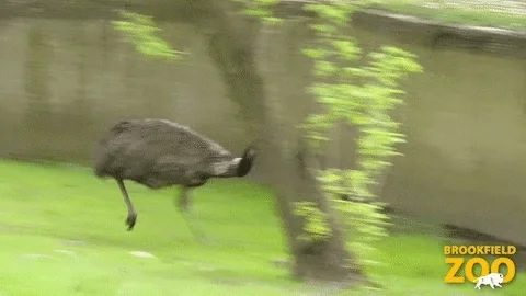 Run Away Lets Go GIF by Brookfield Zoo