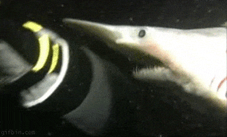 shark attack GIF