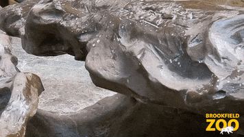 River Otter Home GIF by Brookfield Zoo