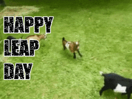 Happy Leap Day GIF