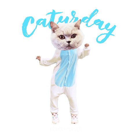 Featured image of post Cat Dancing Meme Gif Transparent