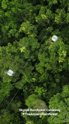 Travel Explore GIF by Skyrail Rainforest Cableway