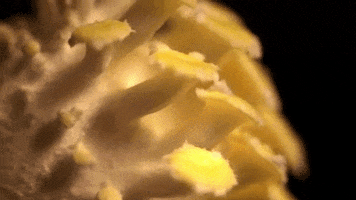 how does it grow pbs food GIF by PBS