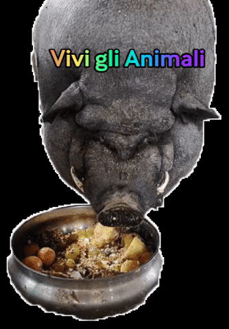 viviglianimali pig mangiare santuario maiale GIF