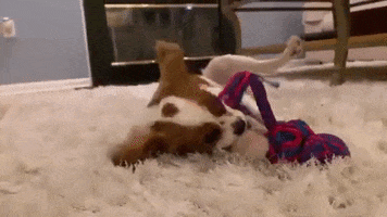 Dog GIF