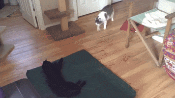 Cat Fight GIF