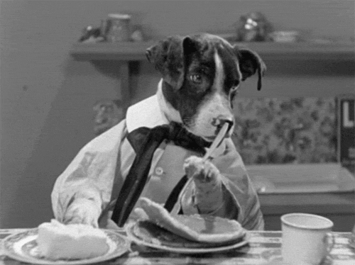dog black and white breakfast pancakes butter GIF