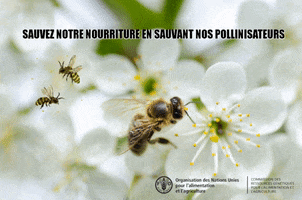 Bees GIF