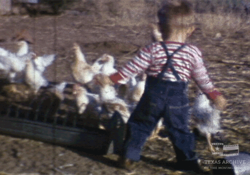 Chasing Chickens GIFs - Find & Share on GIPHY
