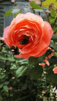 Honey Bee Flower GIF