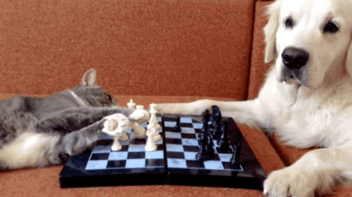 Играешь в шахматы
