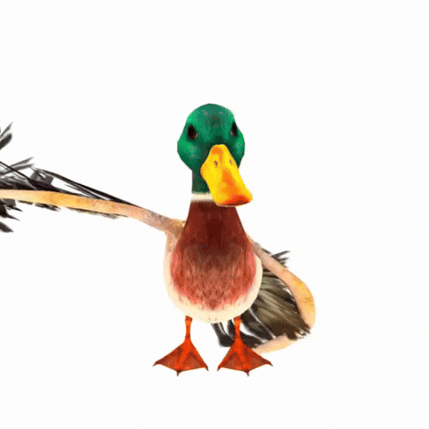 Duck GIF