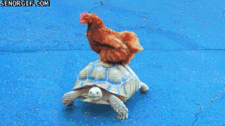 chicken GIF