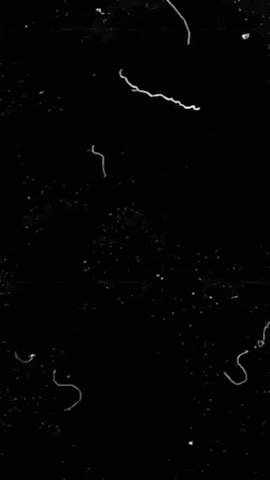 Halloween GIF