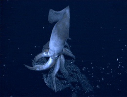 bebby squids GIF by Digg