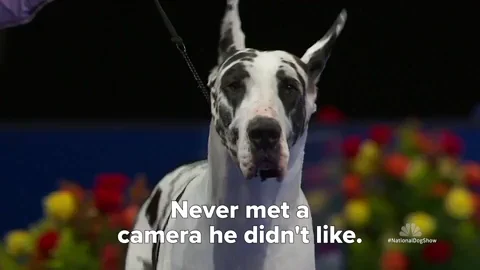 Dog Show Camera GIF