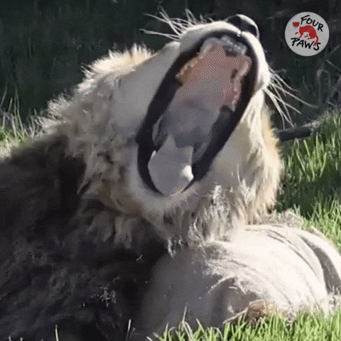 Tired Lion GIF by FOUR PAWS