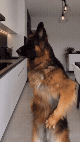 Meme GIF