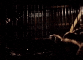 Guardians Of The Galaxy Rocket GIF