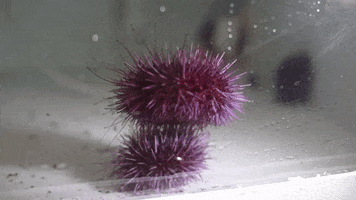ocean research GIF by University of Vermont