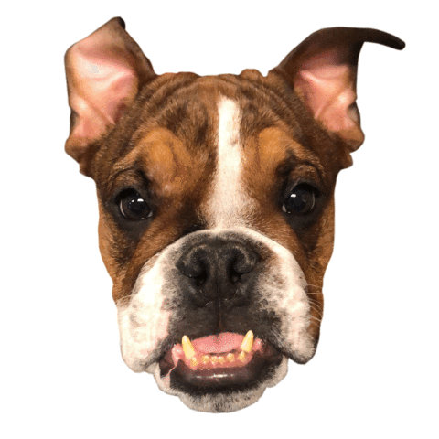 English Bulldog Sticker by The London West Hollywood