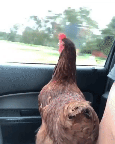 Chicken Driving GIF - Find & Share on GIPHY