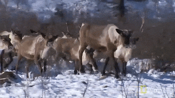 national geographic reindeer GIF by Nat Geo Wild