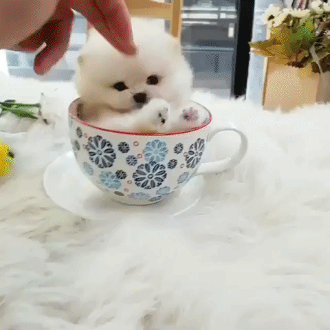 Video gif. An adorable, fluffy puppy that doesn't even look real squirms around in a mug. A person points at the puppy and the puppy looks at their finger with its big black eyes. 