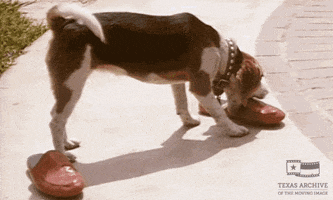 him and her dog GIF by Texas Archive of the Moving Image