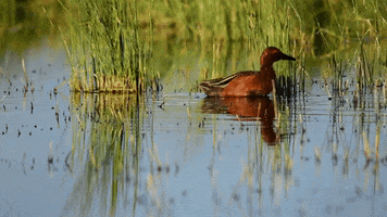 Water Birds GIF by U.S. Fish and Wildlife Service